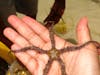 I'm holding a live sea star on the Coast to Coast excursion in Grand Turk