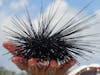 Sea Urchin in Gibbs Cay - Grand Turk