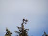 A bald eagle sitting in a tree in Juneau.
