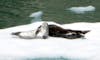 Seals on icebergs Sawyer Glacier