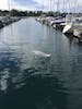 Seals in Victoria