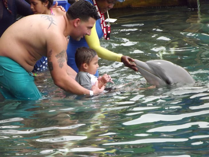 At Dolphin Cove in Ocho Rios, Jamaica! - Carnival Victory