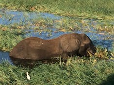 Hippo Sun Bathing!