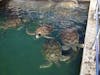 Turtle farm in Grand Cayman.