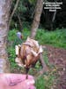 A natural wooden rose