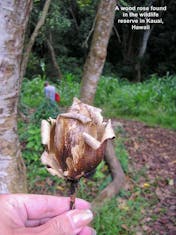 Nawiliwili, Kauai - A natural wooden rose