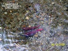 Salmon in the run at Mendenhall Glacier in Juneau