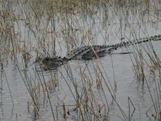 This fellow started getting a tad close to me in the airboat