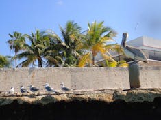 Cozumel, Mexico - Mr.Pelican and gulls
