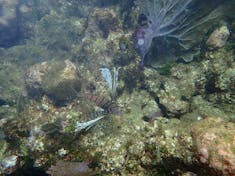 Coxen Hole, Roatan, Bay Islands, Honduras - lion fish in Honduras