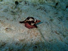 Cozumel, Mexico - cool snail underwater