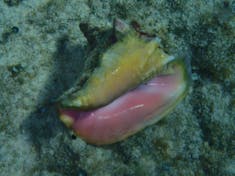 Cozumel, Mexico - conch shell in Cozumel