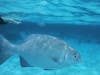 Snorkeling and Stingray in Grand Cayman