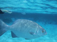 George Town, Grand Cayman - Snorkeling and Stingray in Grand Cayman