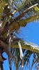 Coconuts in the trees at Grand  Turk.