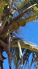 Coconuts in the trees at Grand  Turk.