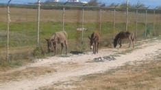 Mules, dogs, and other animals roam freely along the streets of Grand Turk.