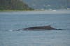 Humpback Whale in Juneau