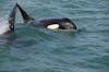 Orca Killer whales next to boat