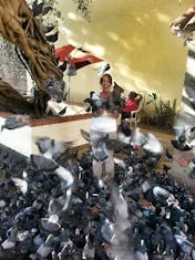 Puerto Rico Pigeons!