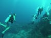 Roatan Scuba diving