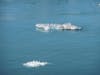 Seagulls on ice