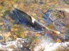 Salmon heading upstream