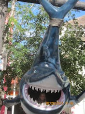 Cozumel, Mexico - Shark Attack :)