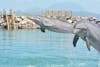 Swimming with dolphins