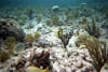 Freeport - Paradise Cove - Deadman's Reef - Snorkeling