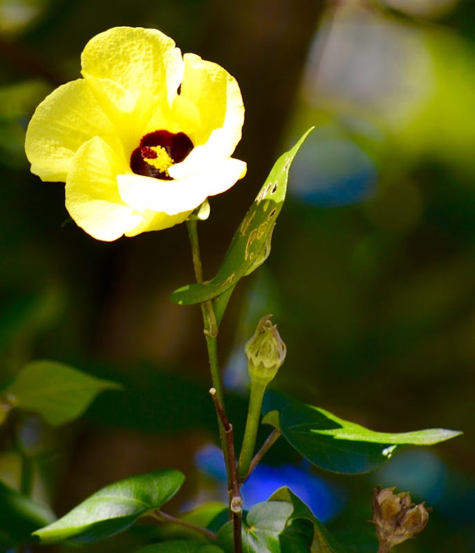 Kauai flower - Crown Princess