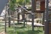 Lemurs at Taronga Zoo