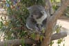 Koala at Bonorong 