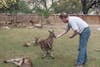 Feeding Kangaroos at Bonorong