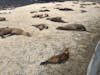 sea lions and fur seals in abundance