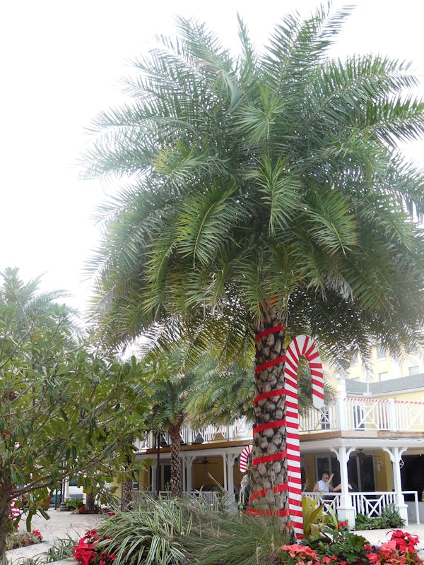 Christmas Palm Tree - Enchantment of the Seas