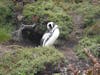 Magellenic penguin on Falklands