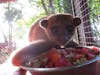 Lola - Rescued Lemur at Maya Key Private Island