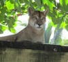 Rescued Cougar at Maya Key Private Island