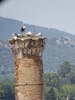 Storks nesting in Turkey