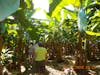 Going into the Del Monte  banana plantation in Costa Rica