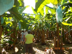 Puerto Limon, Costa Rica - Going into the Del Monte  banana plantation in Costa Rica