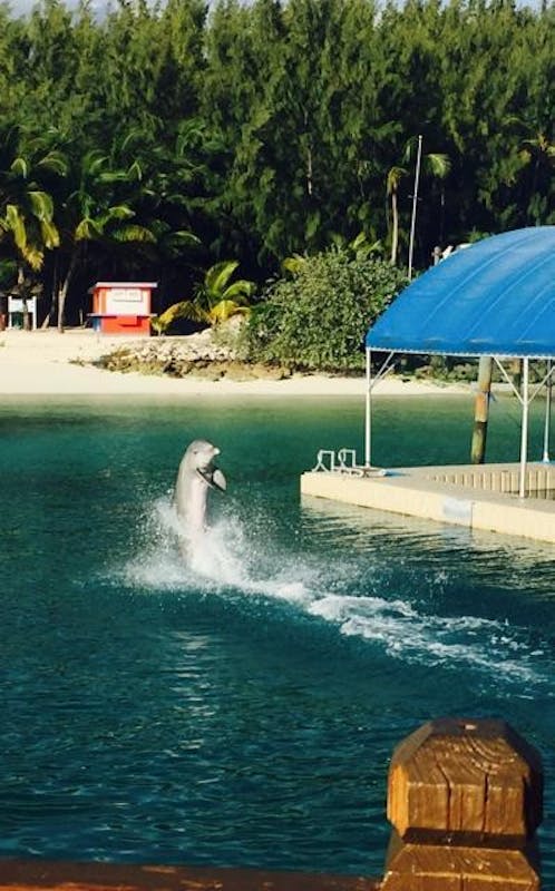 Blue Lagoon Dolphin Encounter - Norwegian Escape
