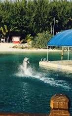 Blue Lagoon Dolphin Encounter