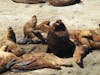 sea lions valdez peninsula