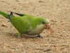 wild parrots - punta del este and montevideo