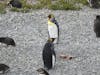 King penquins, Ushuaia