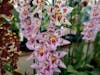 Orchid farm, Hilo
