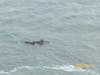 We saw dolphins next to the ship as we docked in San Juan :) 