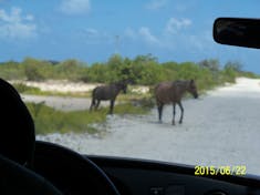Grand Turk Island - Horses, donkeys and cows roamed free. I wanted to take a horse home.